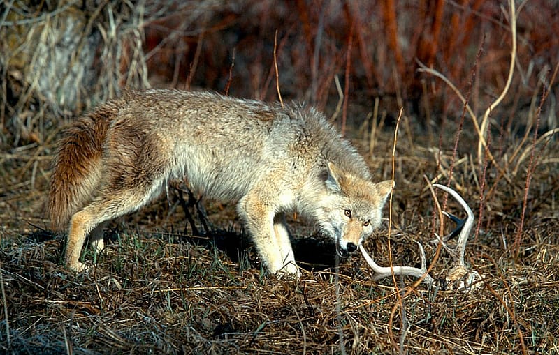 coyote