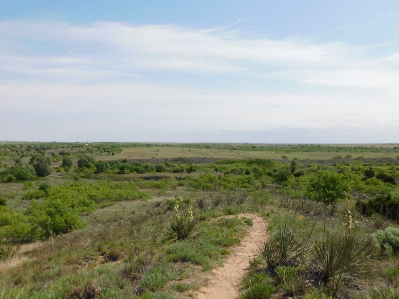 west texas scrubbrush