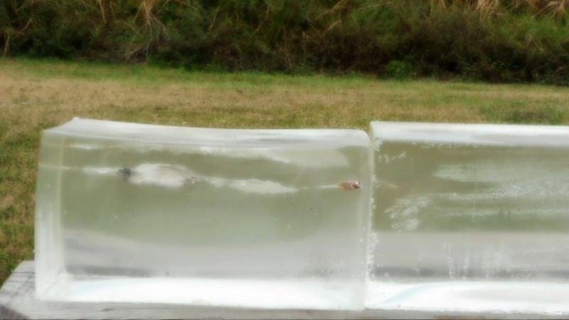 The second shot into gelatin landed a bullet at the nine inch mark.