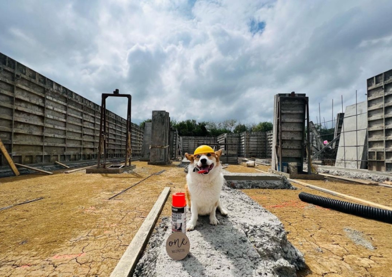 Dog in a hardhat